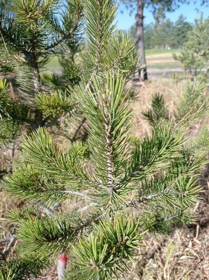 Pinyon pine 14