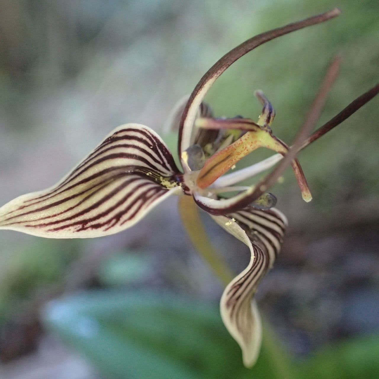 Scoliopus 5