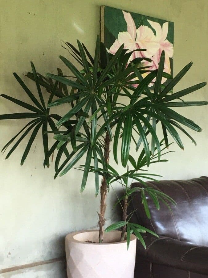 Livikula 6