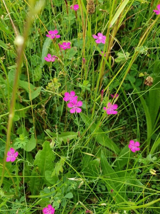Heide-Nelke 29