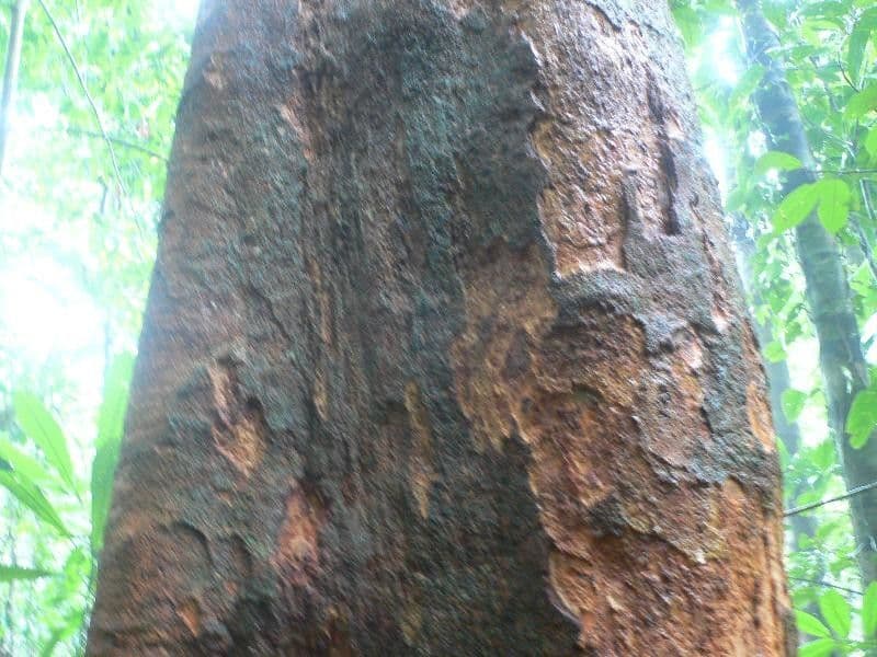 Inga 20