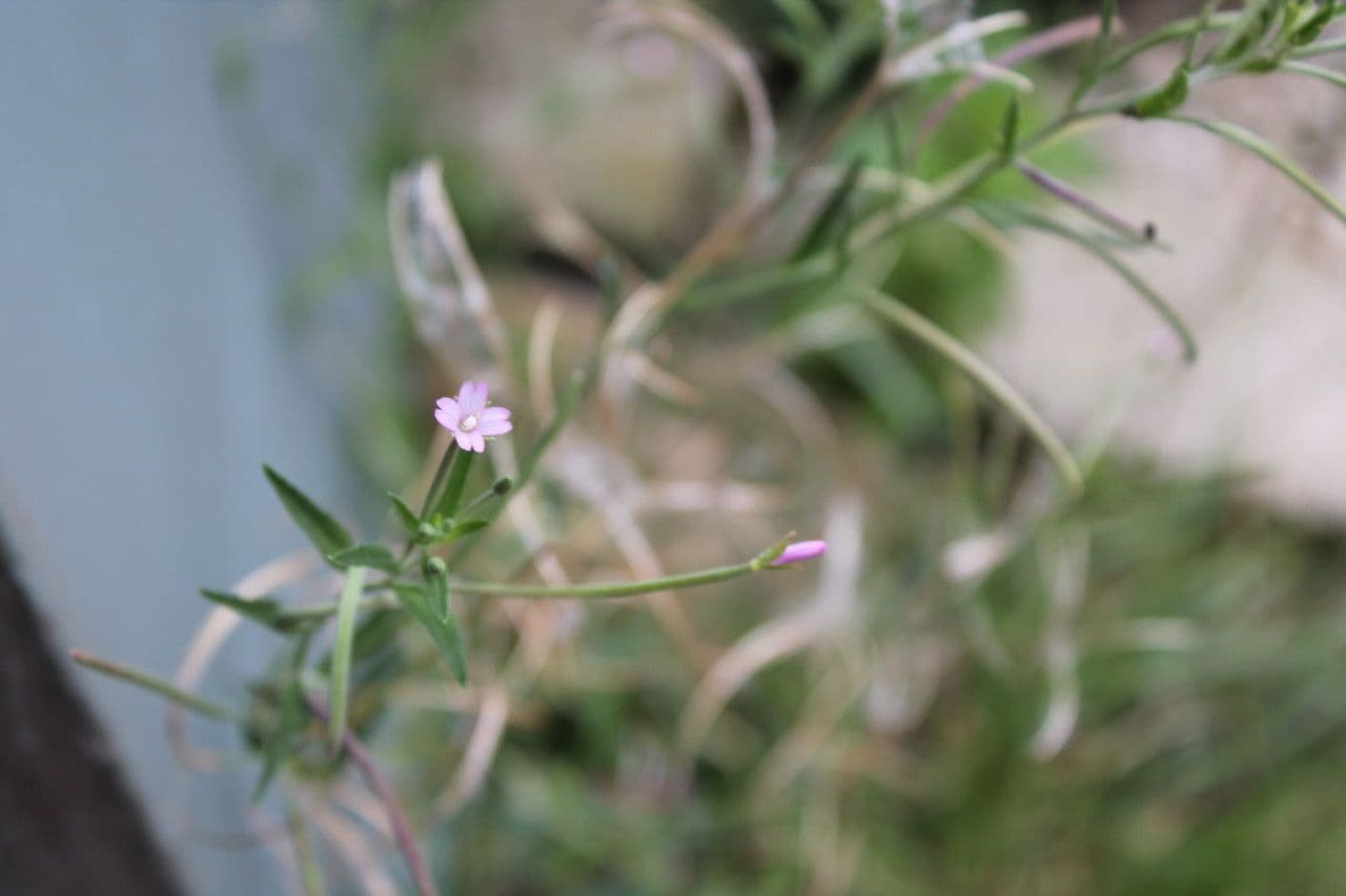 Garofanino quadrangolare 28