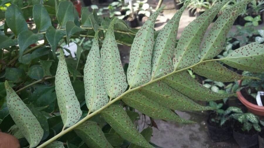 Cyrtomium falcatum 18