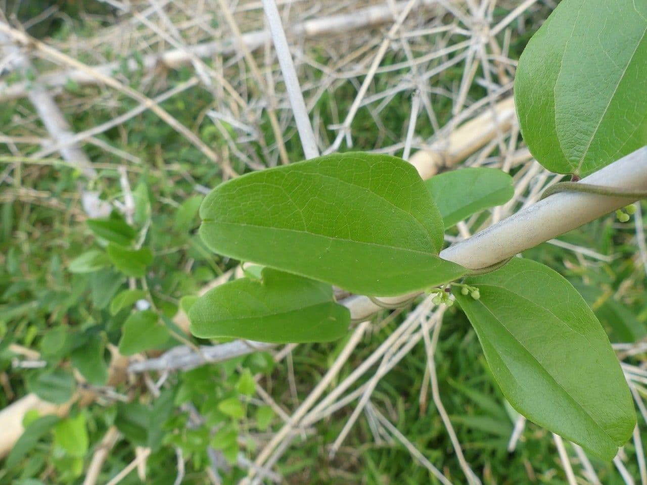 Cocculus orbiculatus 9
