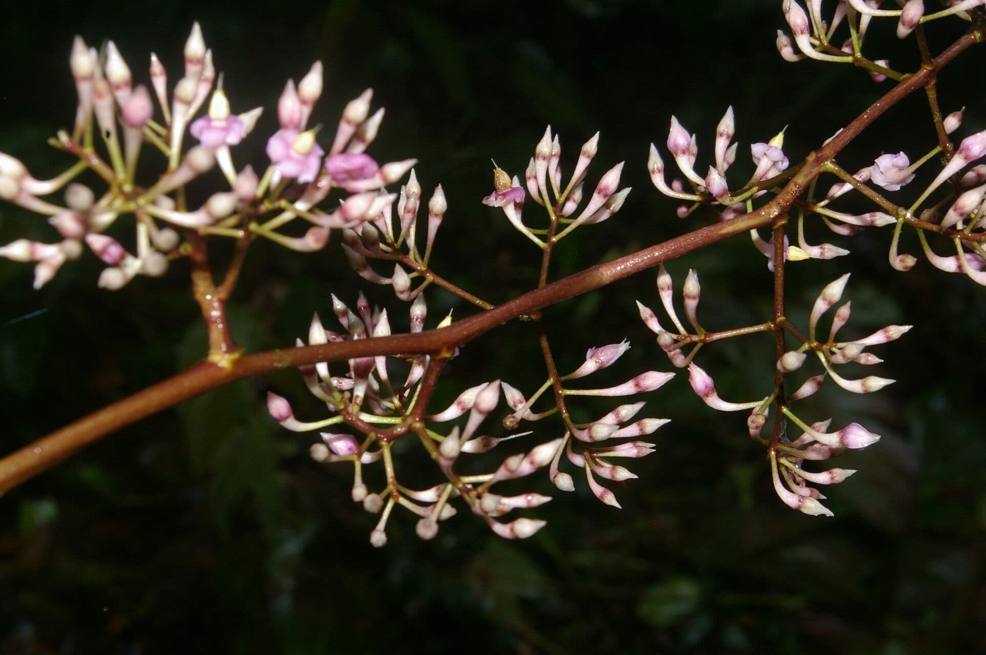 Ardisia 8