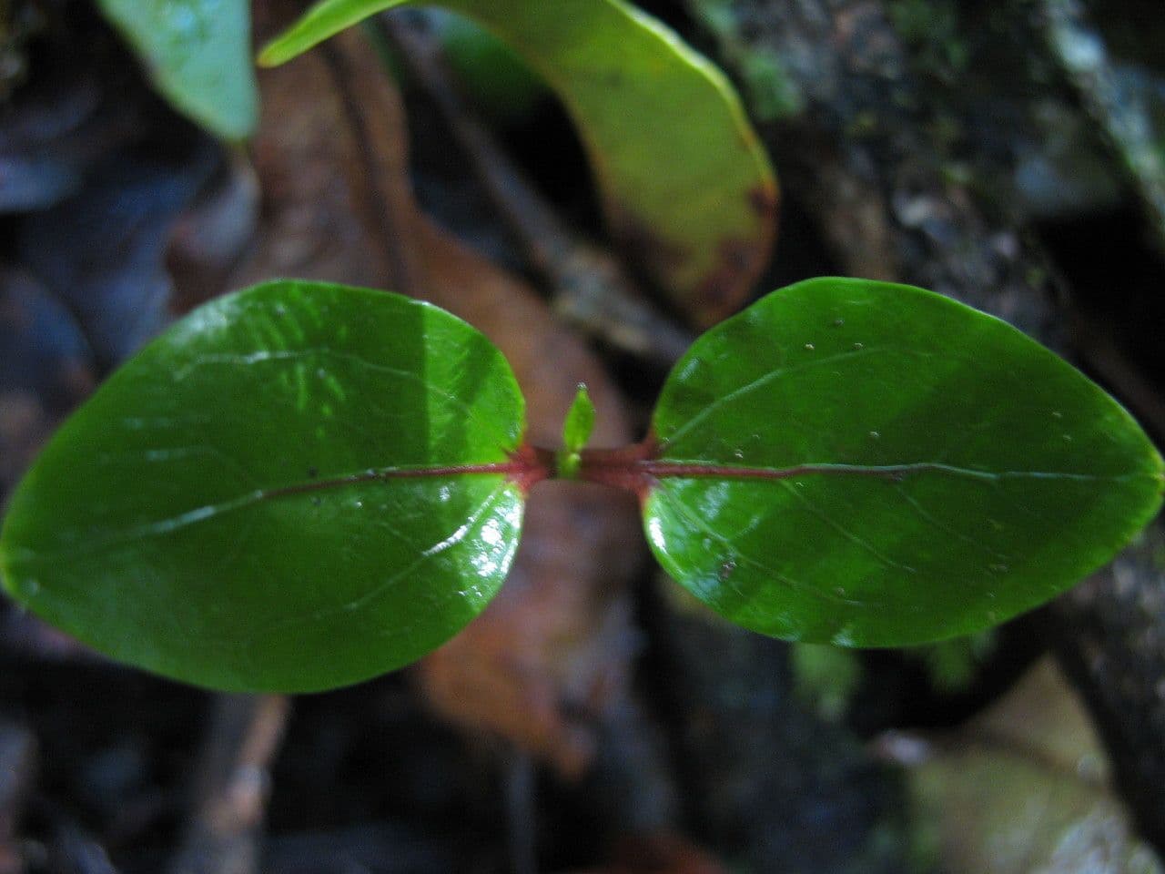 Pera bianca 12