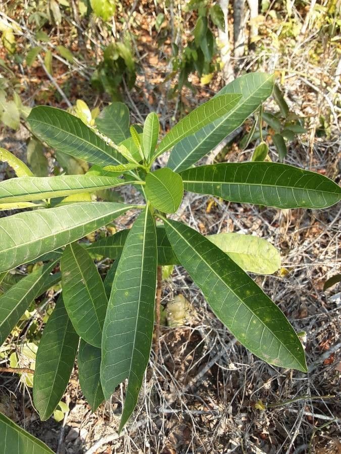 Himatanthus