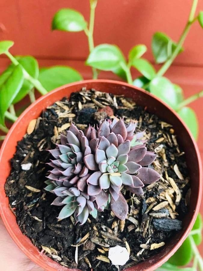 Graptopetalum 10