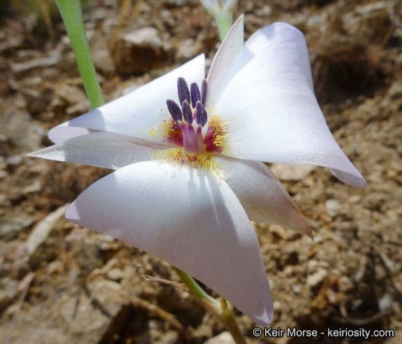 Mariposa semplice 4