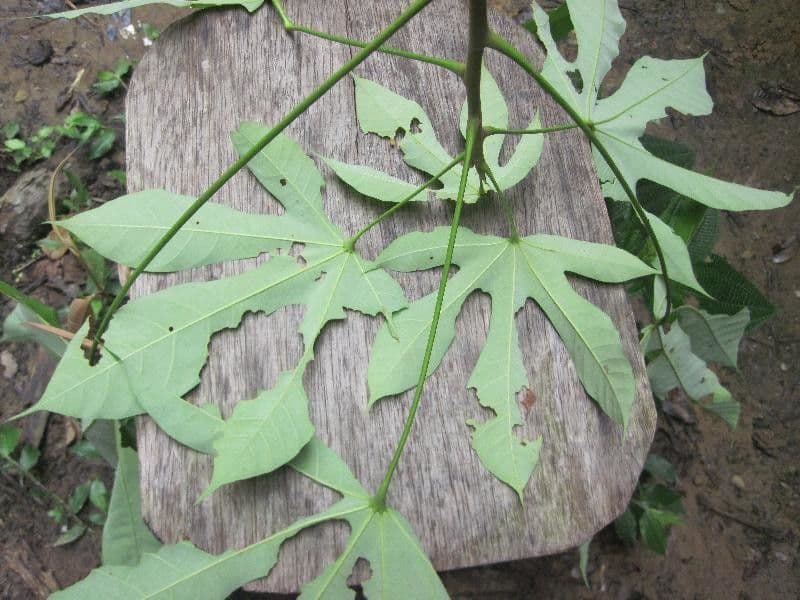Sterculia 2