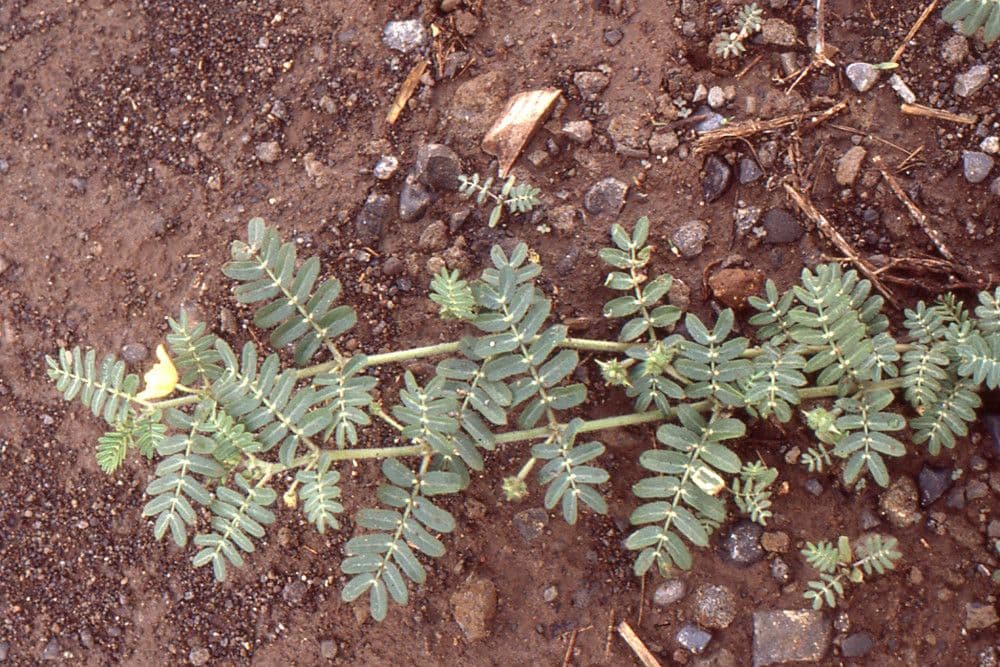 Tribolo cistoide 24
