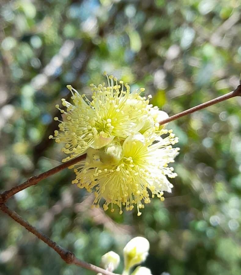 Eugenia 5