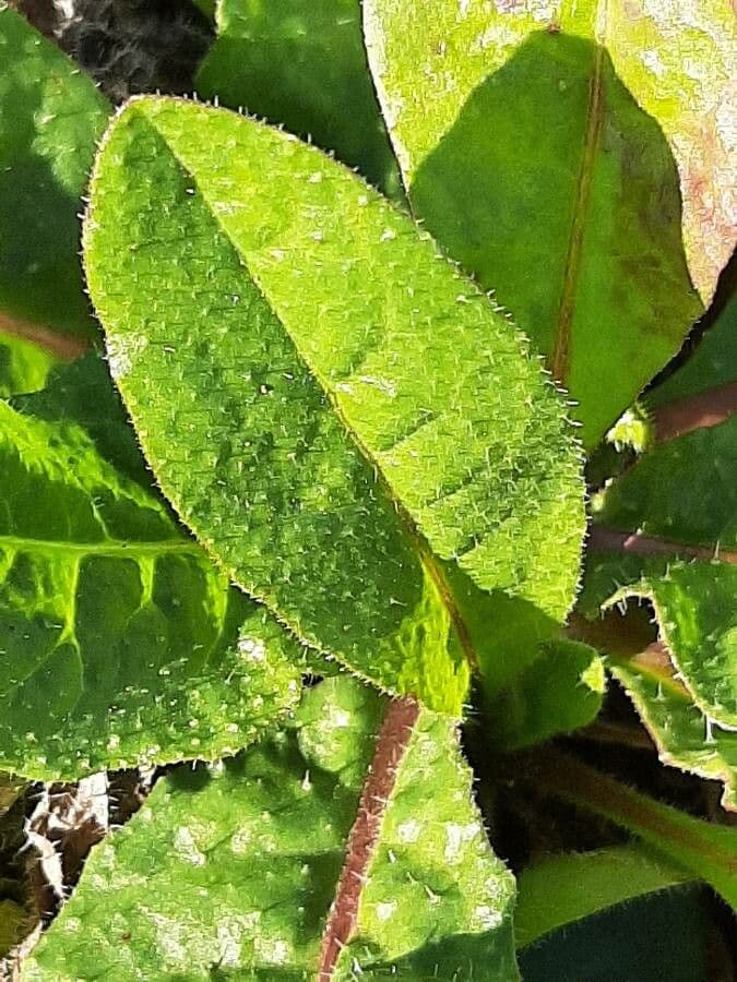 Radicchiella dolcigna 18