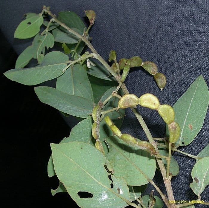 Dendrolóbium 2