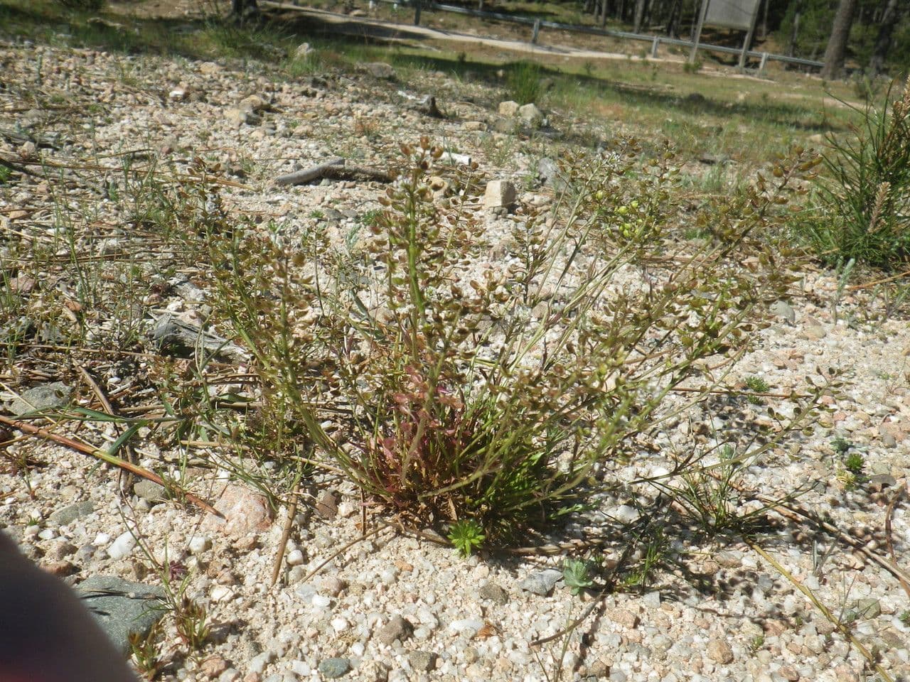Teesdalia coronopifolia 14