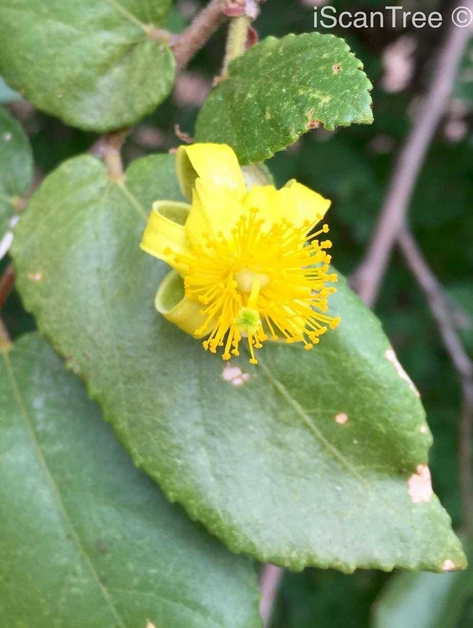 Grewia 7