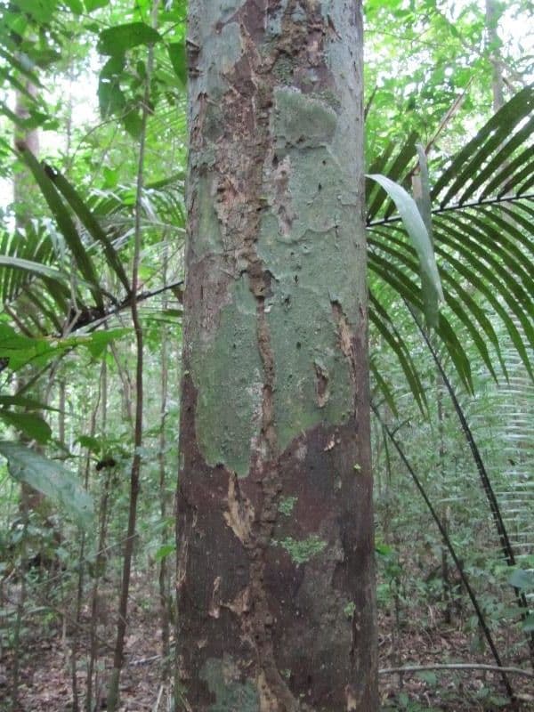 Chrysophyllum 5