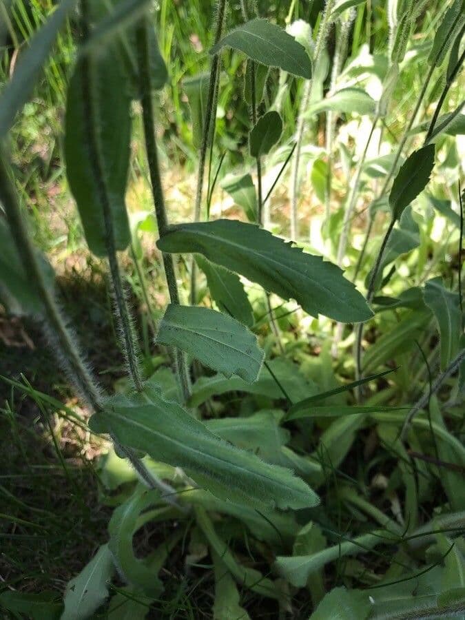 Fleabane 11