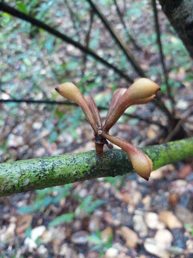 Anaxagorea 2