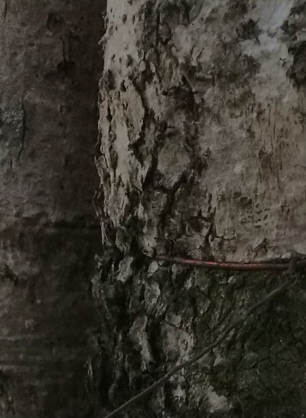 Tlustonitvník čtyřpouzdrý 17