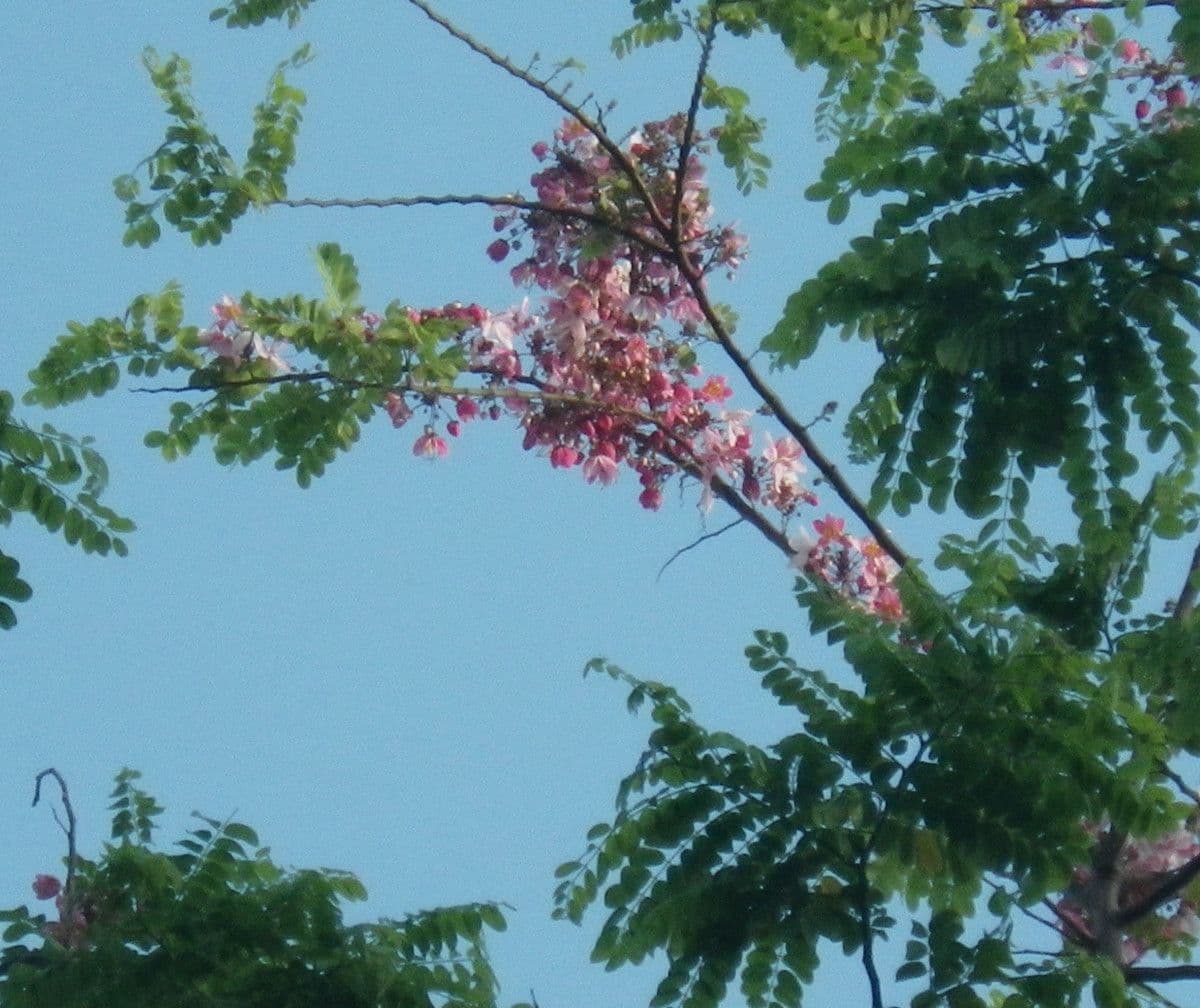 Cassia de Java 30