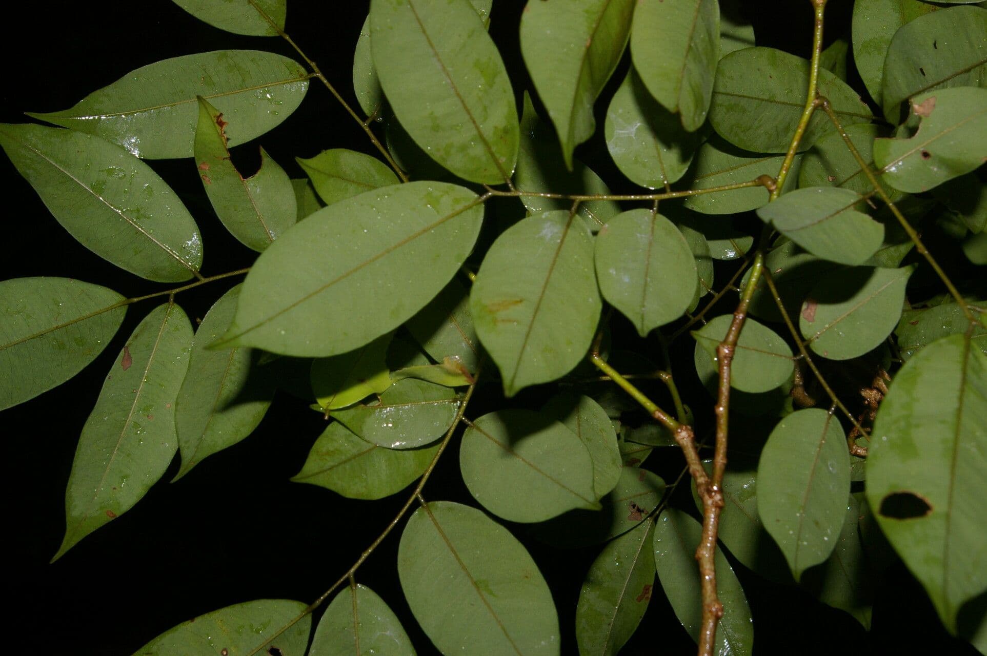 Machaerium leiophyllum