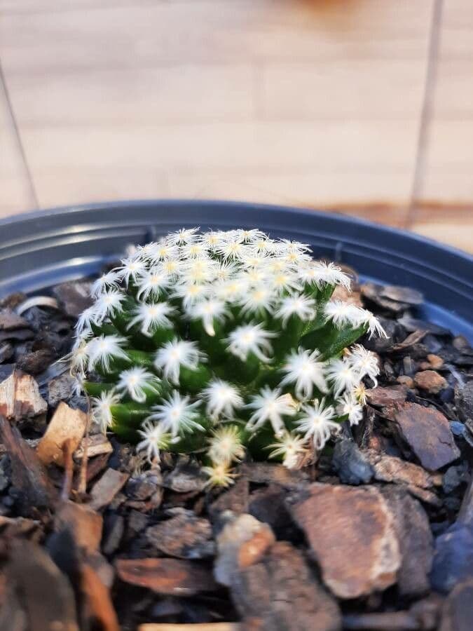 Mammillaria 11