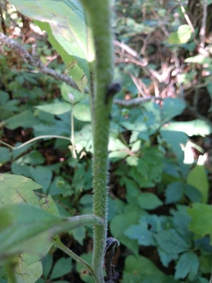 Hackelia virginiana 19