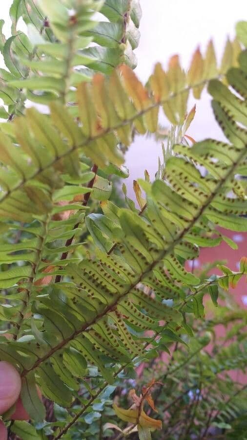 Nephrolepis cordifolia 20