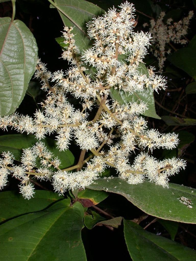 Miconia 20