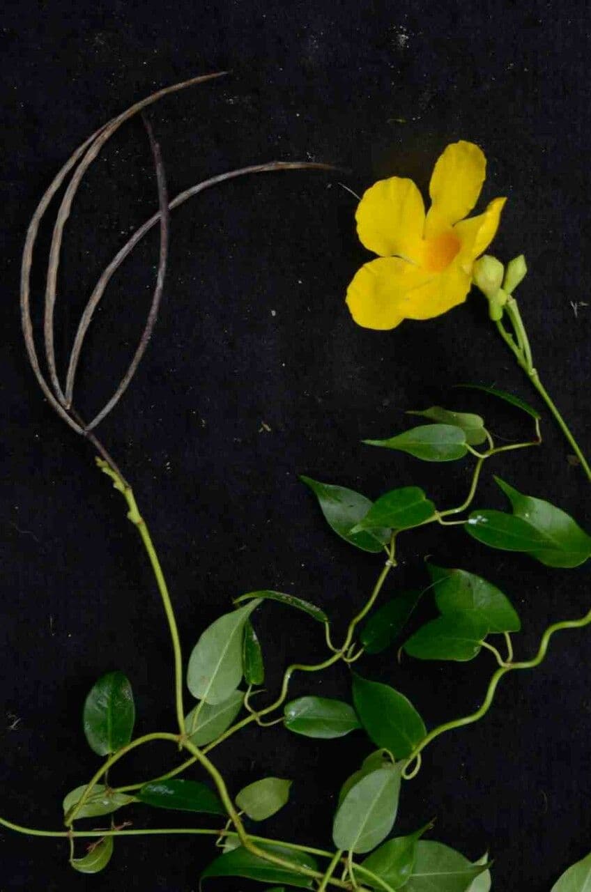 Mandevilla 6