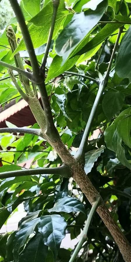 Radermachera sinica 30