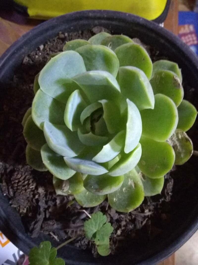 Echeveria secunda