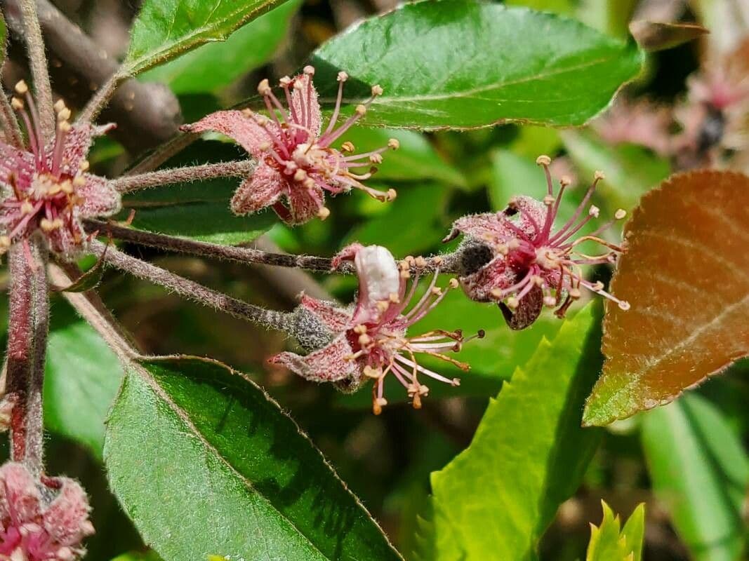 Grewia 2