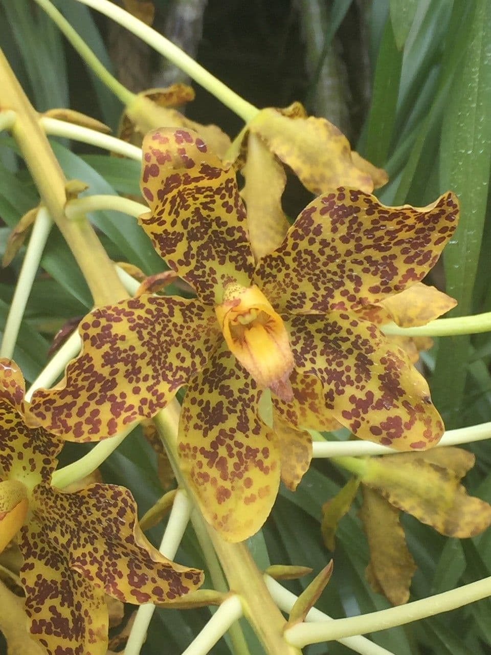 Orchidea Tigre 25