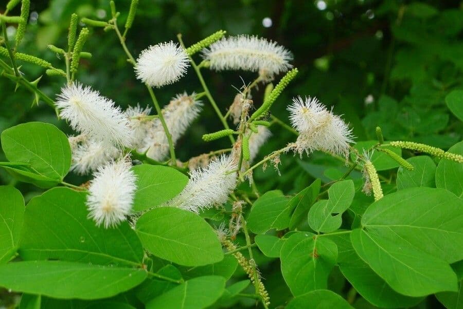 Caesalpinienblättrige Mimose 3
