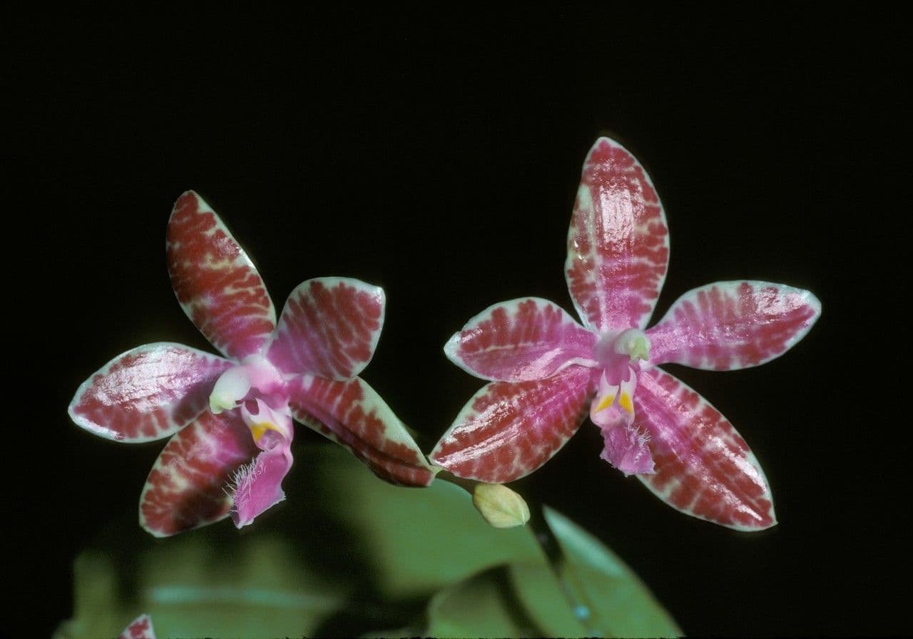 Phalaenopsis di Lueddemann 4