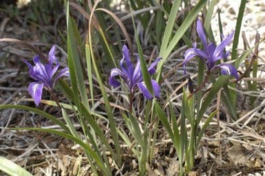 Großgetigerte Iris 6