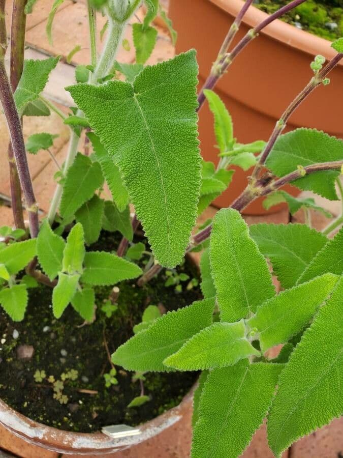 Salvia 2