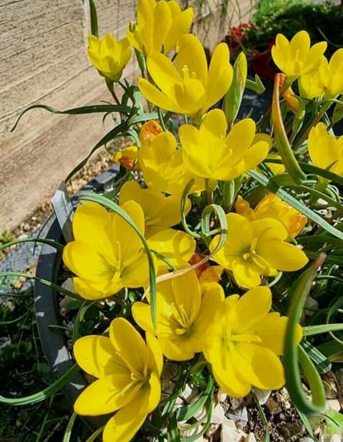 Geissorhiza