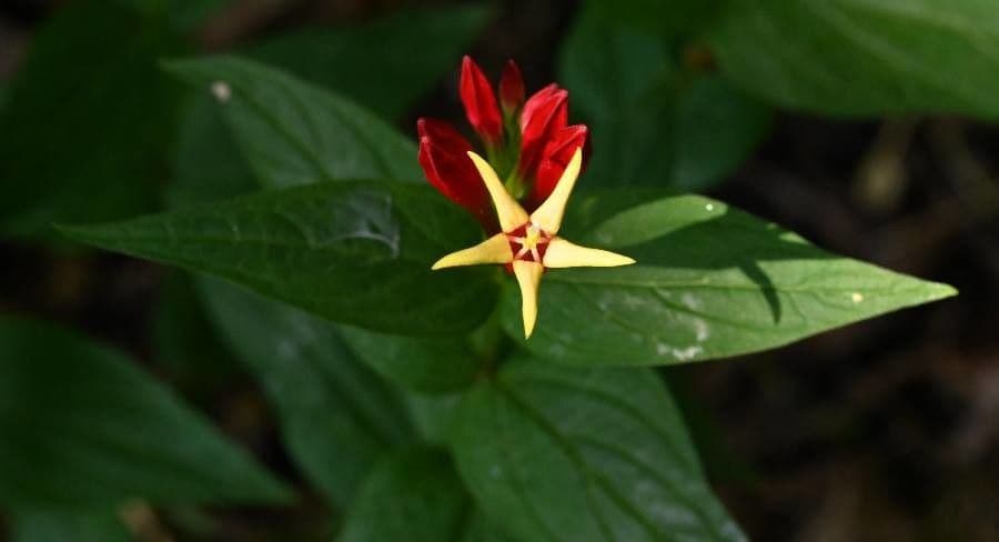 Spigelia 2