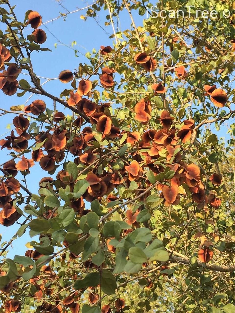 Combretum hereroense 3