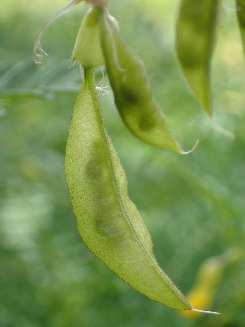 Astragalus penduliflorus