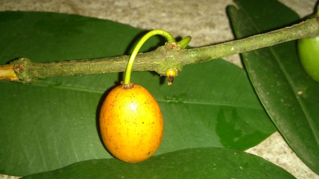 Garcinia 4