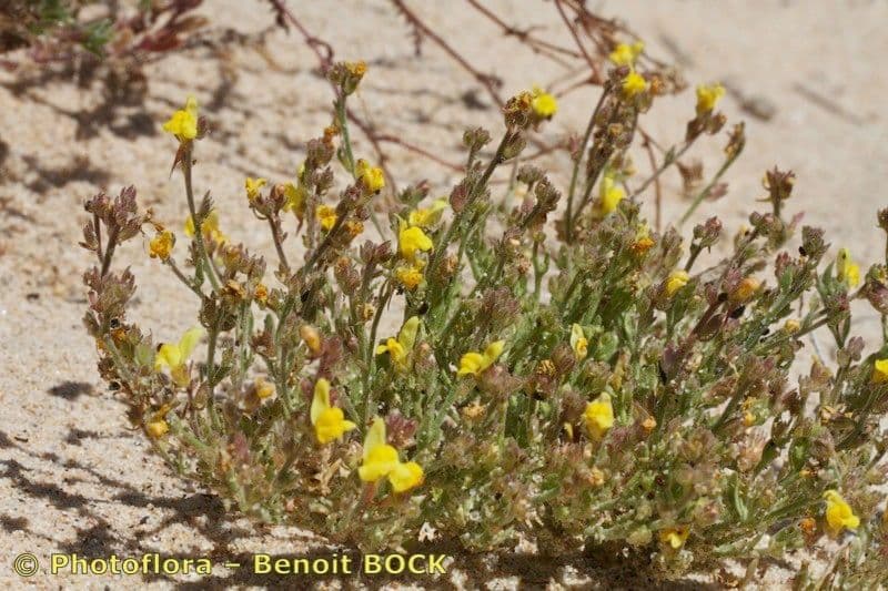 Linaria 4