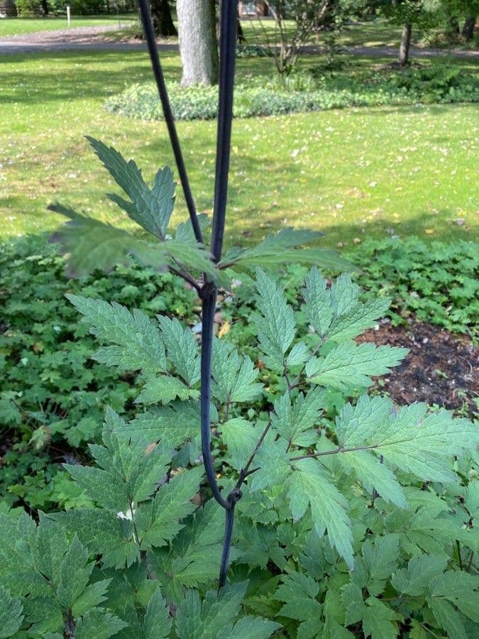 Actaea alta 11