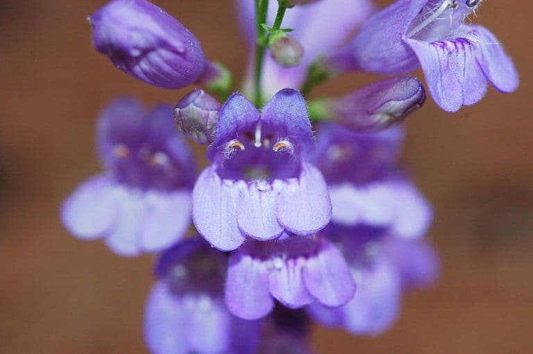 Penstemon 2