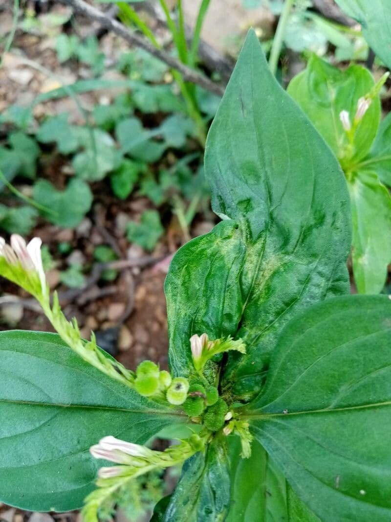 Spigelia 9