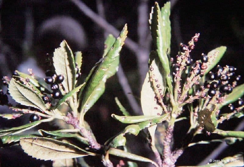 Canacomyrica 5