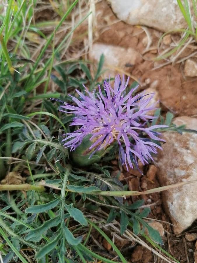 Sanftdistel 8